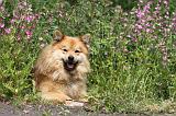 CHIEN FINNOIS DE LAPONIE 186